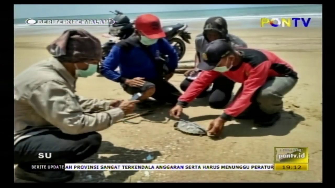 PENYU MATI