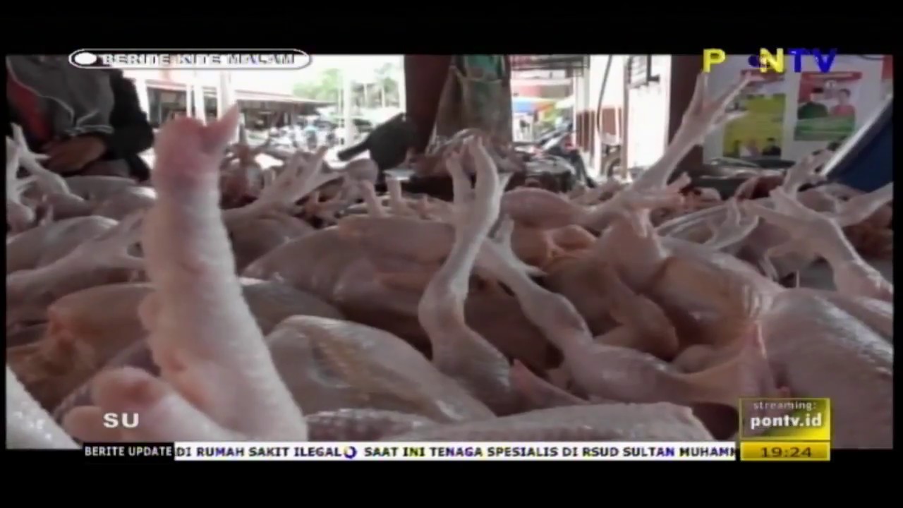 harga ayam potong naik