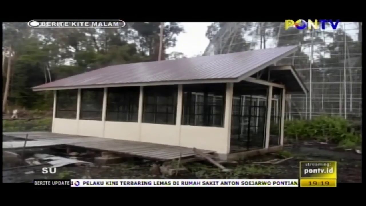 konservasi enggang sintang