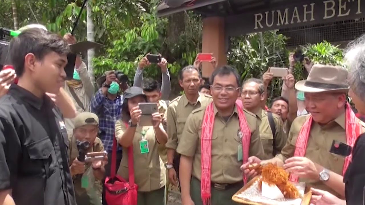 pelepasan orang utan