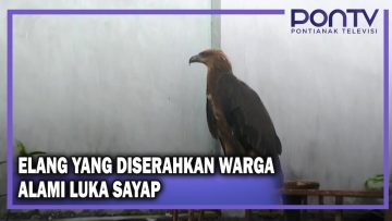 [ID: 6UbkdDfv7Yk] Youtube Automatic