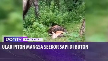 [ID: 2Rcuq0-bkJ4] Youtube Automatic