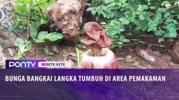 [ID: IFc4XIEn4S0] Youtube Automatic