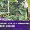 [ID: fYaKxQyEGhE] Youtube Automatic